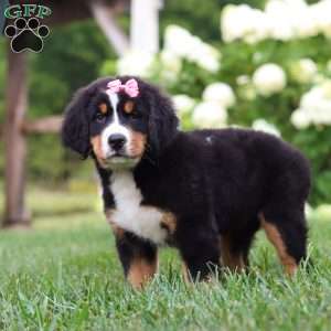 Marcy, Bernese Mountain Dog Puppy